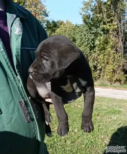 Cane corso, štene -dostava