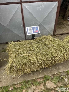 detelina vrsena Botos/Zrenjanin