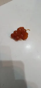 Bros od cilibara u pozlati sa žigom 1