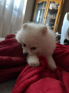 Muzjak pomeranac spreman za parenje!