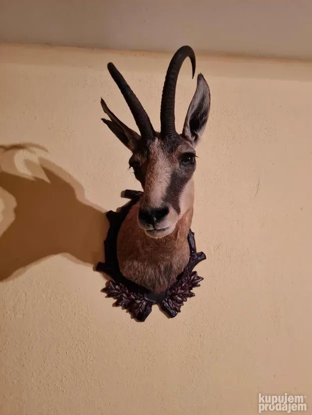 Postolja za trofej divokoze