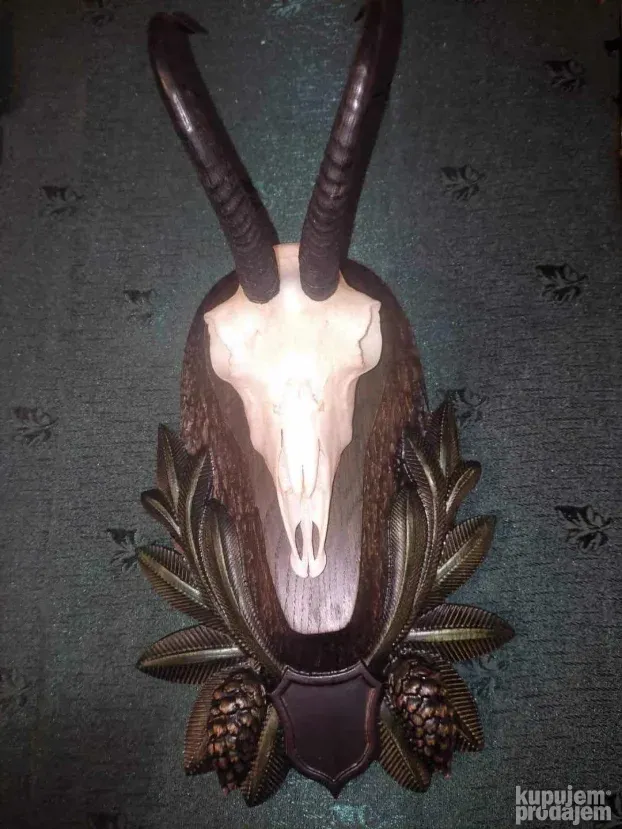 Postolja za trofej divokoze