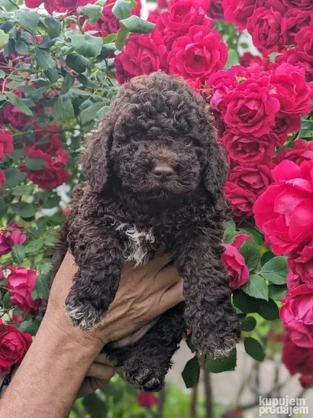 Lagotto romagnolo štenci