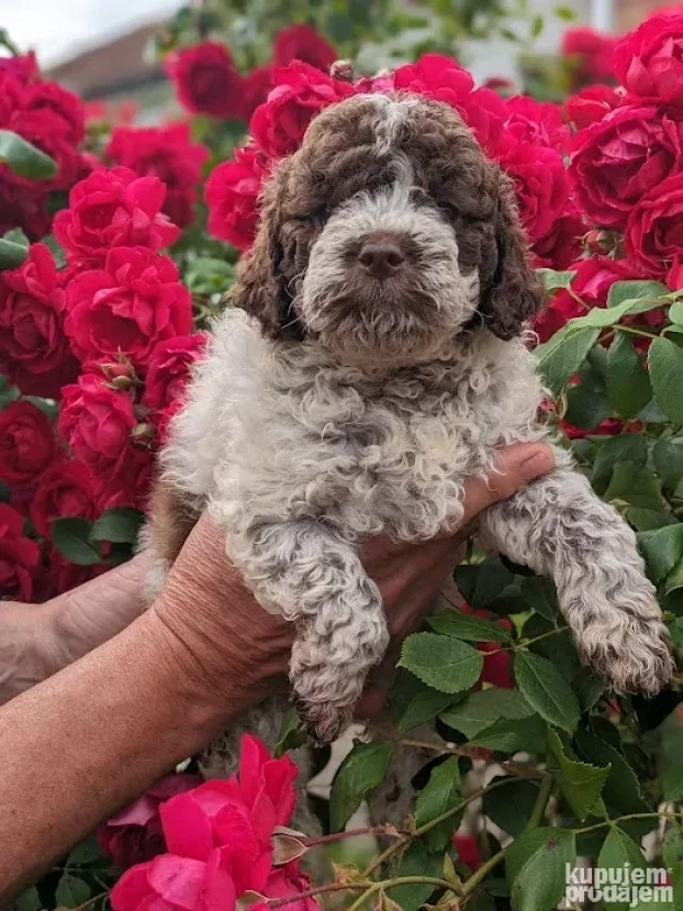 Lagotto romagnolo štenci
