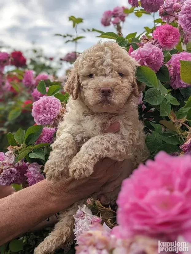 Lagotto romagnolo štenci
