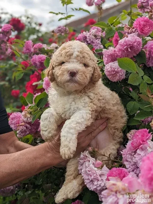 Lagotto romagnolo štenci