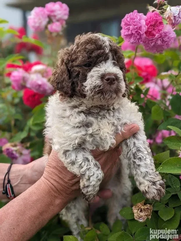 Lagotto romagnolo štenci