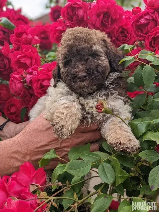 Lagotto romagnolo štenci