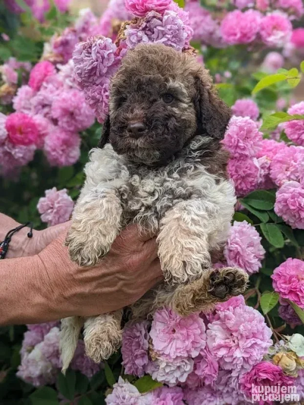 Lagotto romagnolo štenci