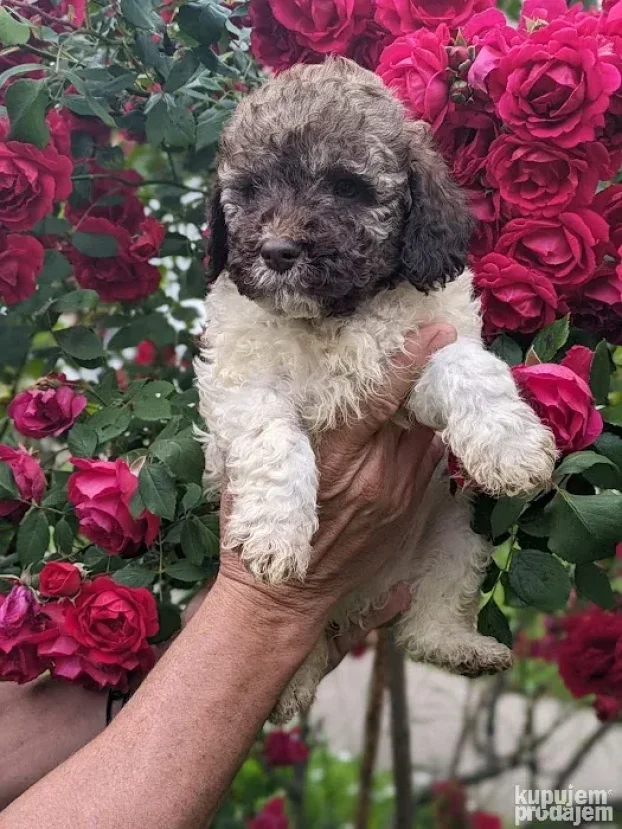Lagotto romagnolo štenci