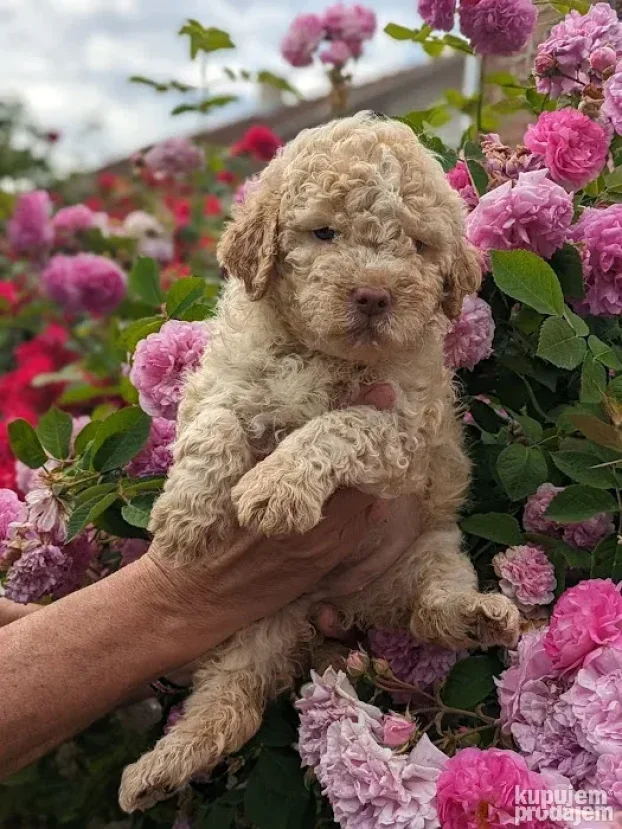 Lagotto romagnolo štenci