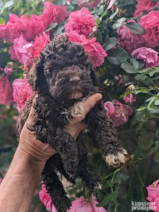 Lagotto romagnolo štenci