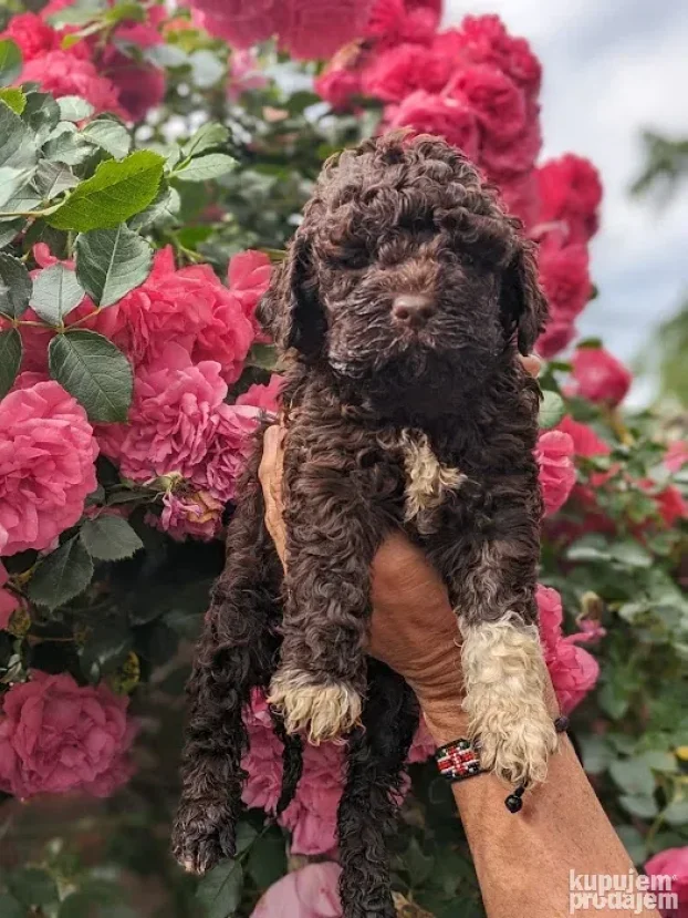 Lagotto romagnolo štenci