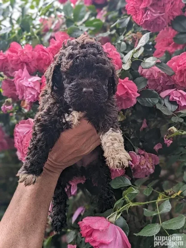 Lagotto romagnolo štenci