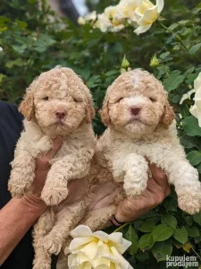 Lagotto romagnolo štenci