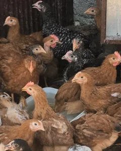 Pilici