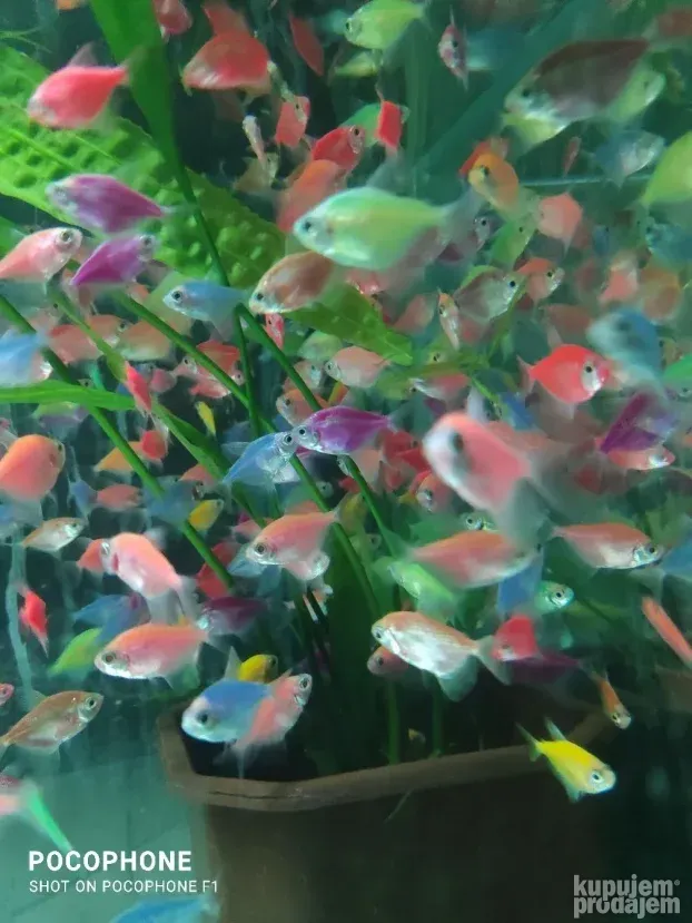 tetre,neonke,barbusi i dr.riba -20% od cena koje pisu - KupujemProdajem