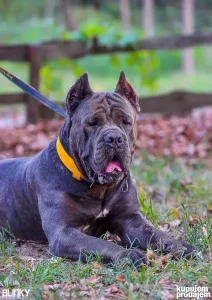 Cane Corso muzjak za parenje - siv