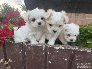 mini maltezer