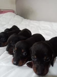 Мини јазавичари