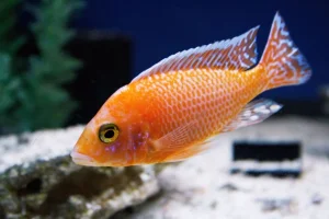 Malawi ciklidi NON MBUNE