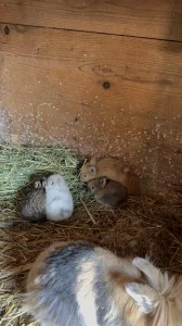 Patuljasti kunići lavlja glava+ovnoliki