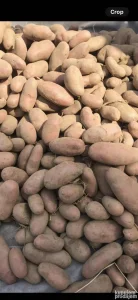 krompir seme Mesečar