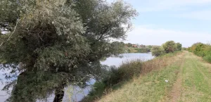 Pančevo, Omoljica, 58.2 ar