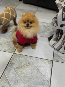 Najlepsi pomeranci medvedici