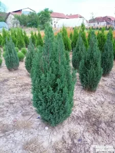 Elvudi - visina 80cm (RADIMO DOSTAVU)