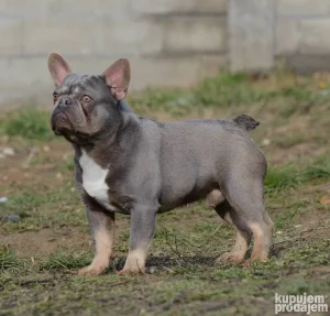Francuski buldog-parenje