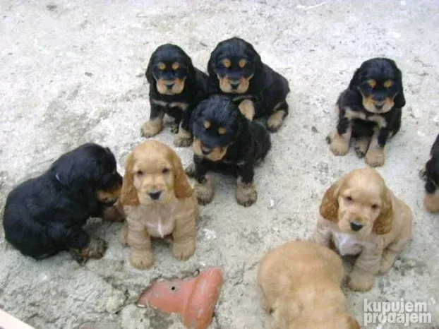 Americki i Engleski koker spanijel