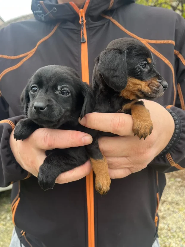 Udomljavanje,sve je obezbedjeno