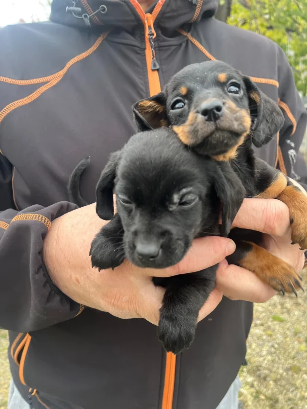 Udomljavanje,sve je obezbedjeno