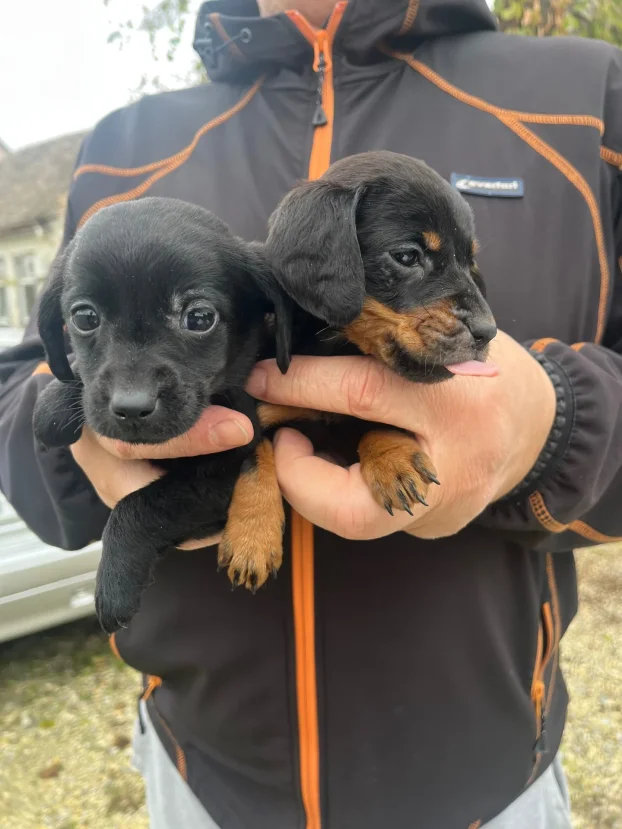 Udomljavanje,sve je obezbedjeno