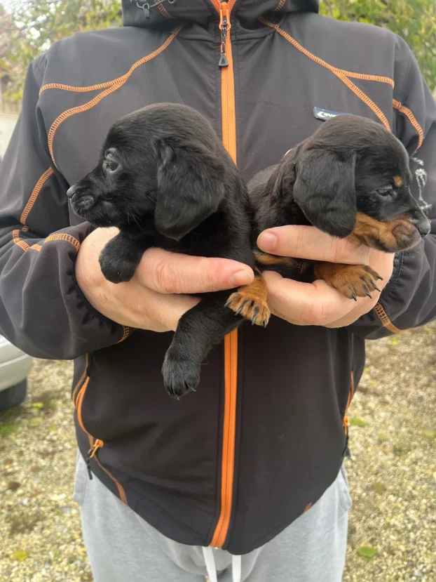 Udomljavanje,sve je obezbedjeno