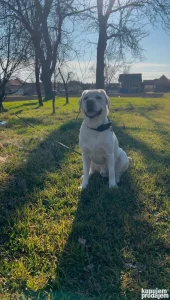 Labrador Sampion Parenje