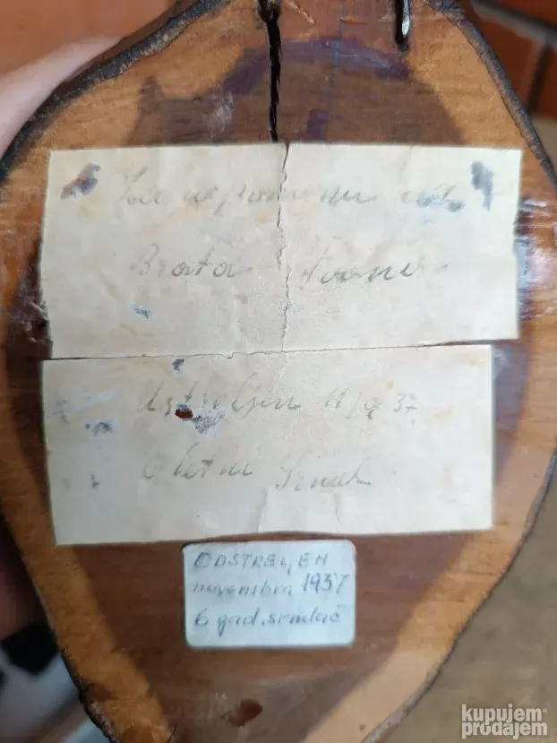 Trofejni rogovi srndaća 1937godina