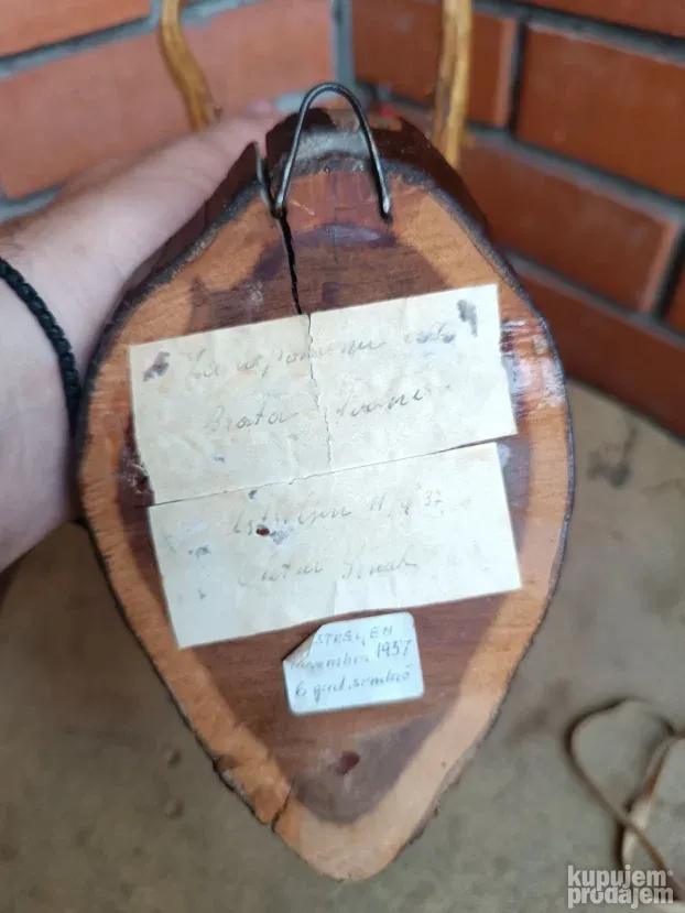 Trofejni rogovi srndaća 1937godina
