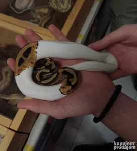 Loptasti piton + terarijum. Python Regius