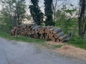 Bukva ogrevno drvo