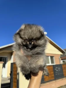 Dečak pomeranac boo