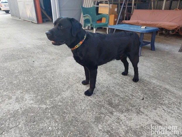 Bleki trazi devojku -Labrador spreman za parenje