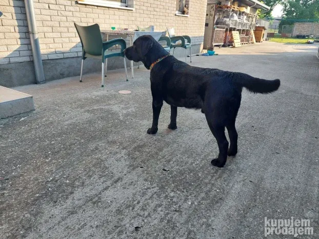 Bleki trazi devojku -Labrador spreman za parenje