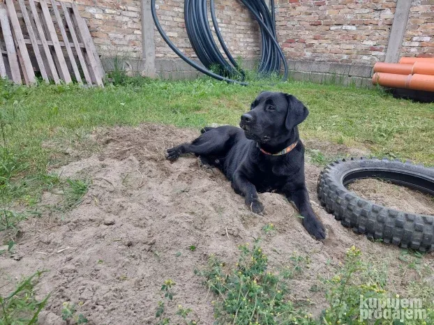 Bleki trazi devojku -Labrador spreman za parenje