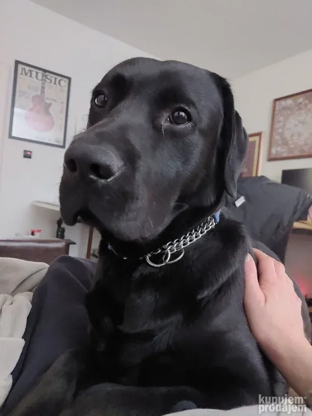 Bleki trazi devojku -Labrador spreman za parenje