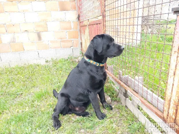 Bleki trazi devojku -Labrador spreman za parenje