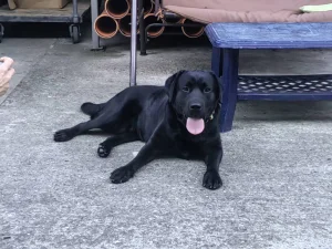 Bleki trazi devojku -Labrador spreman za parenje