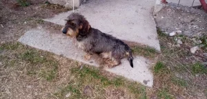 Prodajem oštrodlakog jazavičara