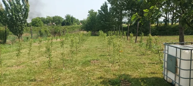 Ruma, Klenak, 1.0 jednosobna, 24 m²